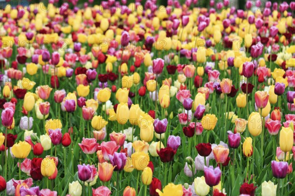 Different coloured tulips (Tulipa), colourful tulip bed, Keukenhof gardens, Lisse, Bollenstreek,