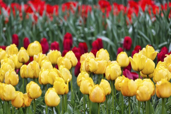 Yellow and red tulips (Tulipa), colourful tulip bed, Keukenhof gardens, Lisse, Bollenstreek, South