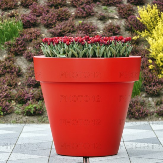 Large flower pot with tulips, Keukenhof gardens, Lisse, Bollenstreek, South Holland, Netherlands