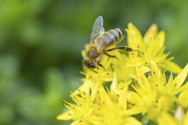 A bee (Apis) pollinating yellow flowers of pungent stonecrop (Sedum acre), Ternitz, Lower Austria,