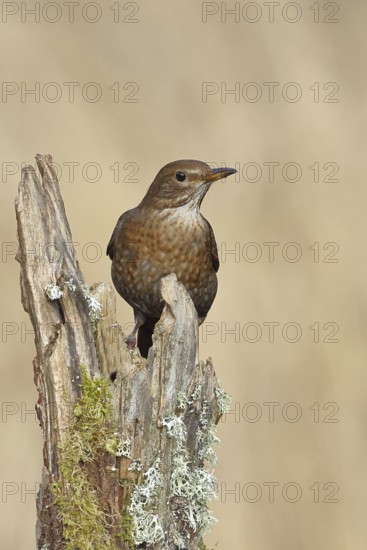 Blackbird (Turdus merula), female, sitting on an old tree stump in the forest, Wilnsdorf, North