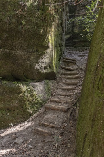 Timber formed stairs between rock formations along a hiking trail through Dismals Canyon near Phil