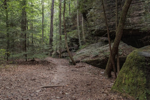 Trees growing between rock formations along a hiking trail through Dismals Canyon near Phil