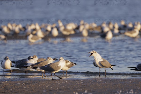 Seagulls wading at the waterline searching for food along the Mississippi Gulf Coast in evening