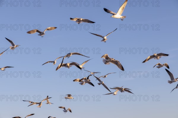 Flock of seagulls searching for food along the Mississippi Gulf Coast