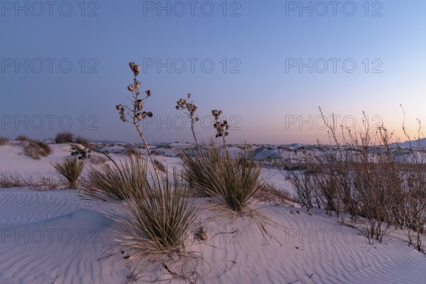 Yucca plants growing in the sand dunes of White Sands National Park in Alamogordo, New Mexico, USA