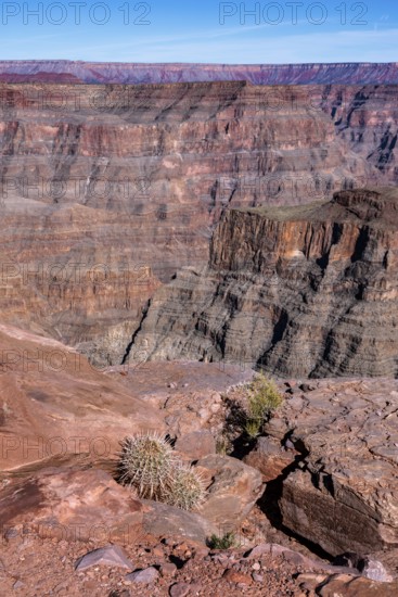 Barrel cactus growing between the rocks near the edge of the canyon at Guano Point in Grand Canyon