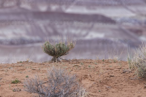 Sage brush with exposed root system hanging on to the dry earth at Little Painted Desert County
