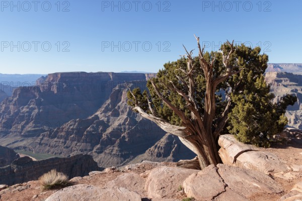 Tree growing from between the rocks along the rim of the canyon at Guano Point in Grand Canyon West