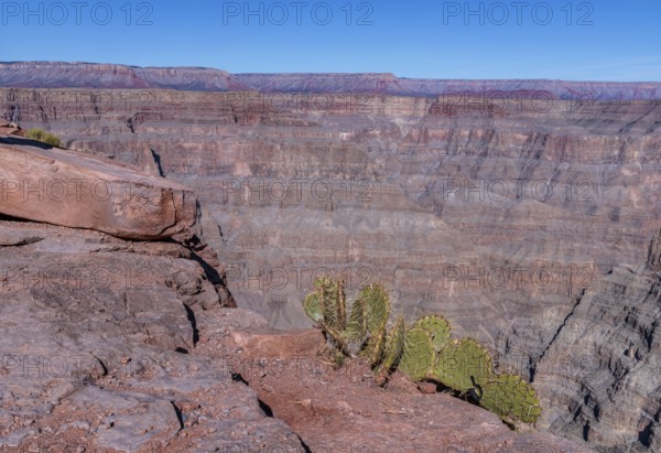 Prickly Pear cactus growing out of the rock at the edge of the canyon at Guano Point in Grand