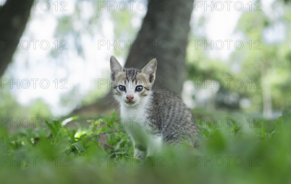 A young kitten sitting on green grass in a tranquil outdoor setting with blurred trees in the
