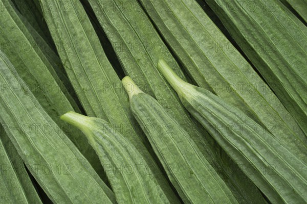 Close-up of ridged gourds with distinct texture and vibrant green color, emphasizing their