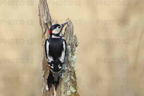 Great spotted woodpecker (Dendrocopos major), male, foraging on a tree stump overgrown with moss