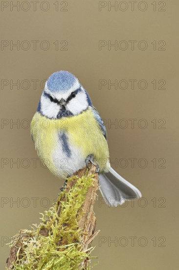 Blue tit (Parus caeruleus), sitting on moss-covered dead wood, Wilnsdorf, North Rhine-Westphalia,