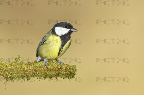 Great tit (Parus major), sitting on moss-covered dead wood, Wilnsdorf, North Rhine-Westphalia,