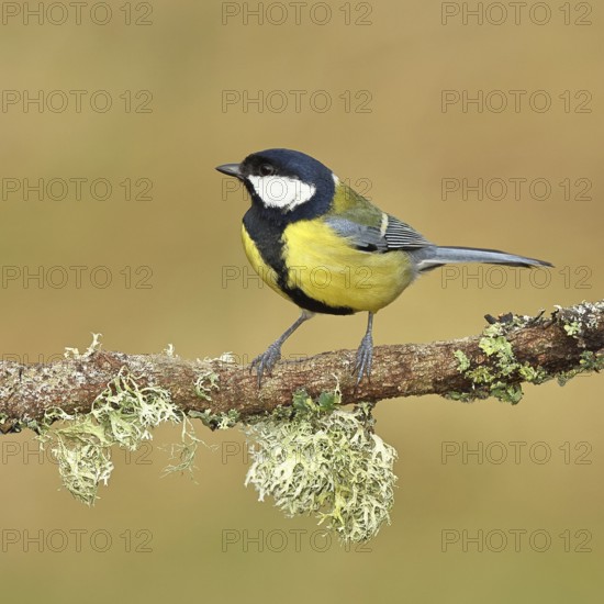 Great tit (Parus major) sitting on a branch overgrown with reindeer lichen (Cladonia rangiferina),