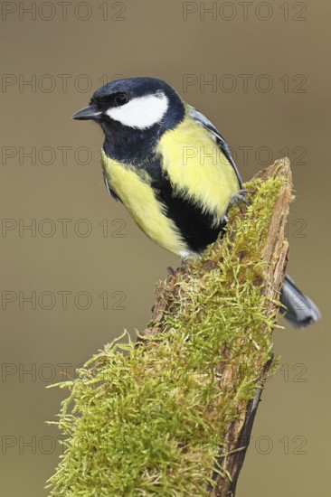 Great tit (Parus major) sitting on moss-covered dead wood, frontal view, Wilnsdorf, North