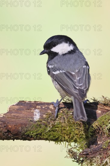 Fir tit (Parus ater), sitting on an old rotten branch covered with moss, back view, Wilnsdorf,