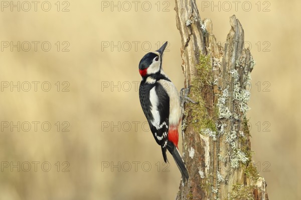 Great spotted woodpecker (Dendrocopos major), male foraging on a tree stump overgrown with moss and