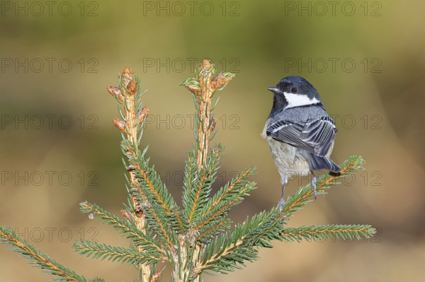Fir tit (Parus ater), sitting on the top of a young spruce, European spruce (Picea abies),