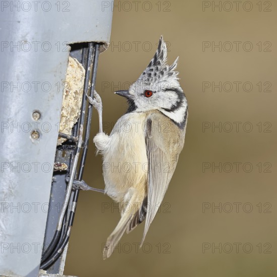 Crested Tit (Lophophanes Scalloped ribbonfish), feeding on fat balls in the garden, Wilnsdorf,