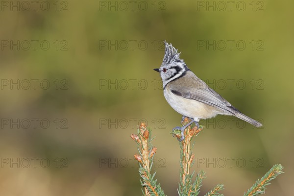 Crested Tit (Lophophanes scalloped ribbonfish), sitting on the top of a young spruce, European