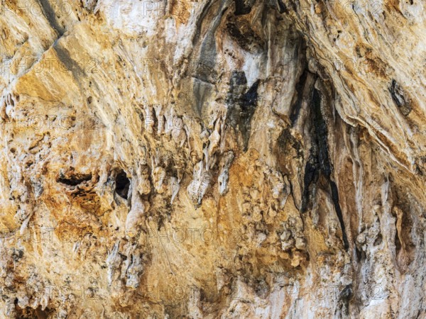 Birds nesting in the wall of the corlorful gorge La Garganta Verde, Sierra de Grazalema, Andalusia,