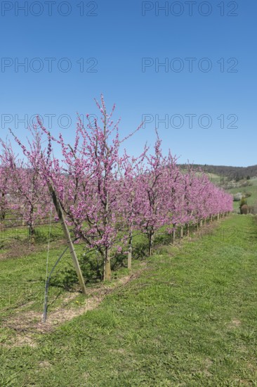 Rows of peach trees with pink blossoms in a garden, Korb-Kleinheppach, Rems Valley,