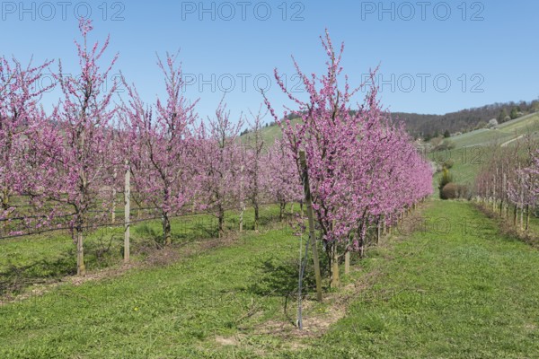 Peach trees in full bloom in a rural orchard under a clear blue sky, Korb-Kleinheppach, Rems