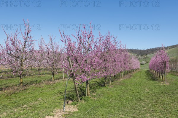 Flowering peach trees in the garden with green grass, Korb-Kleinheppach, Rems Valley,