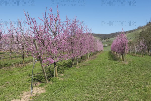 Flowering peach orchard with grass and hills, Korb-Kleinheppach, Rems Valley, Baden-Württemberg,