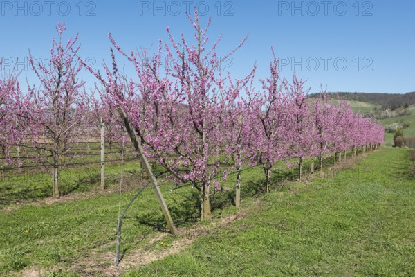 Peach trees in full bloom in a rural setting, Korb-Kleinheppach, Rems Valley, Baden-Württemberg,