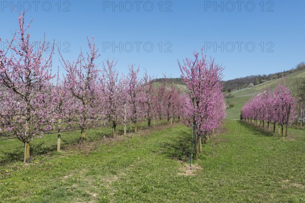 Rows of blossoming peach trees in a rural area, Korb-Kleinheppach, Rems Valley, Baden-Württemberg,