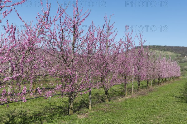 Peach trees in full bloom in a green landscape, Korb-Kleinheppach, Rems Valley, Baden-Württemberg,