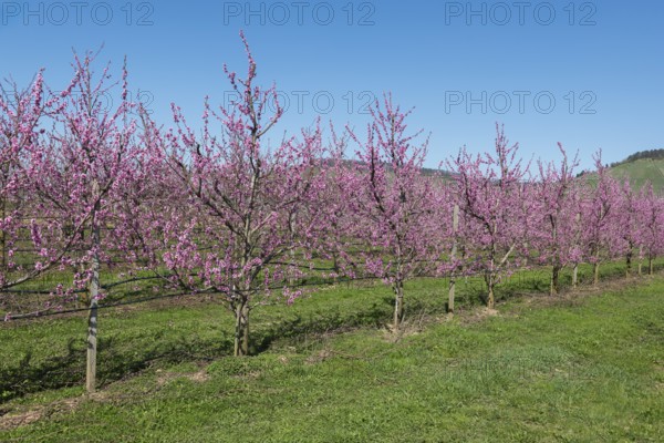 Row of blossoming peach trees in an orchard, Korb-Kleinheppach, Rems Valley, Baden-Württemberg,