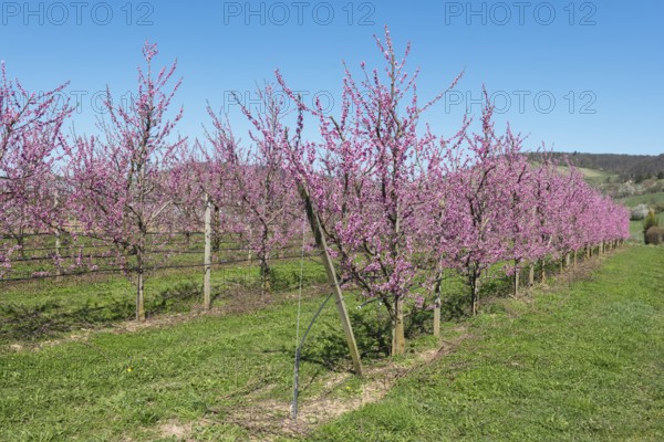 Blossoming peach orchard with clear blue sky, Korb-Kleinheppach, Rems Valley, Baden-Württemberg,