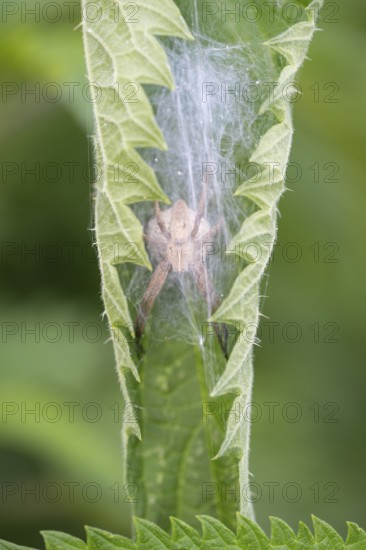 Nahaufnahme, Makroaufnahme von einer Listspinne (Pisaura mirabilis), auch bekannt als Raubspinne