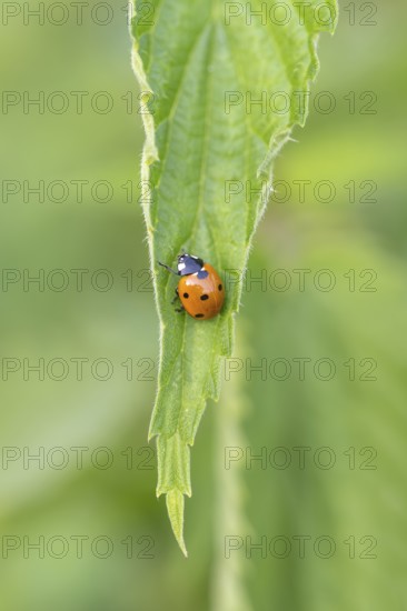 Nahaufnahme, Makroaufnahme von einem Siebenpunkt-Marienkäfer (Coccinella septempunctata) auf einem