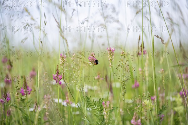 Futterwiese, Fettwiese mit verschiedenen Gräsern und Blüten, Esparsette (Onobrychis viciifolia) und