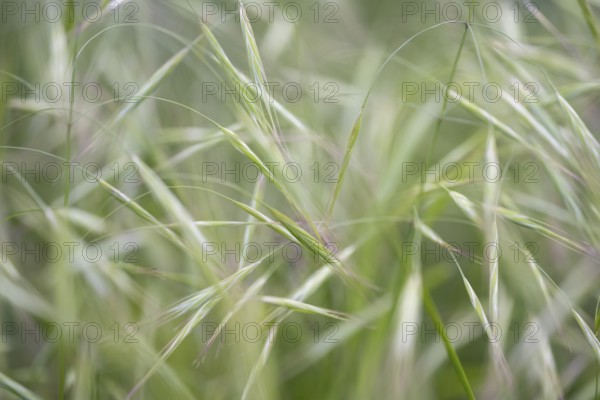 Nahaufnahme, Makroaufnahme, von Bromus sterilis, auch bekannt als Taube Trespe, Barren-Trespe oder