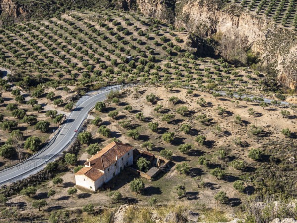 Olive trees in the Gorafe Desert, single farm at a windy road, UNESCO Granada Geopark, Granada