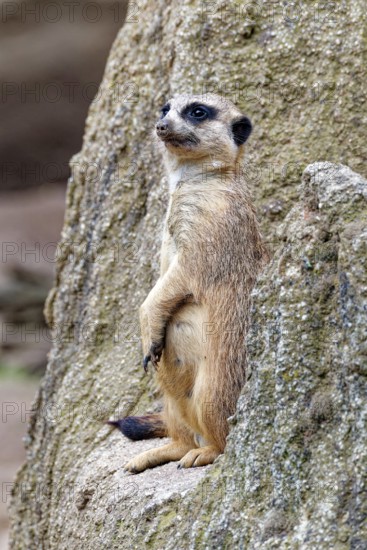 Meerkat (Suricata suricatta), adult, guardian on a hill, vigilant, captive, occurrence southern