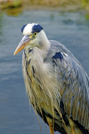 Grey heron (Ardea cinerea), also known as great grey heron, standing in a pond, animal portrait,