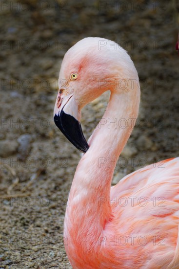 Chilean flamingo (Phoenicopterus chilensis), adult, captive, animal portrait, occurs in lagoons and