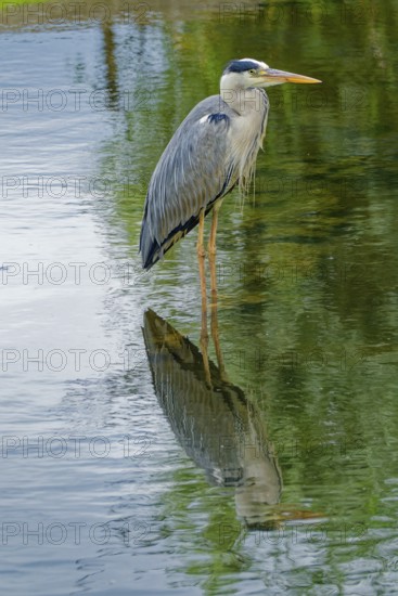 Grey heron (Ardea cinerea), also known as great grey heron, standing in a pond, occurring in