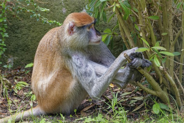 Hussar monkey (Erythrocebus patas), adult, captive, occurrence bush and grass savannahs, partly