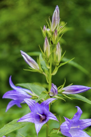 A specimen of Campanula latifolia, also known as broad-leaved campanula, in its natural environment