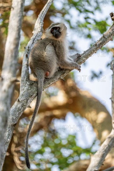 Southern vervet monkey (Chlorocebus pygerythrus) sitting on the branch of an acacia tree, Kruger