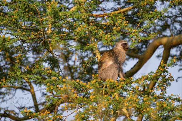 Southern vervet monkey (Chlorocebus pygerythrus) sitting in a flowering tree, eating yellow flowers
