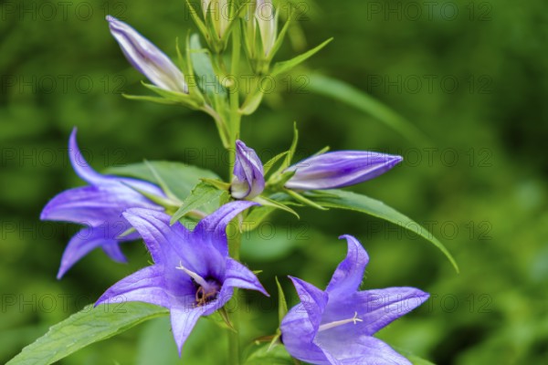 A specimen of the Campanula latifolia, also known as the broad-leaved campanula, in its natural